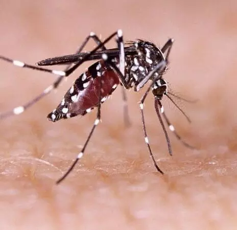 मिजोरम में डेंगू के 132 नए मामले सामने आए; पिछले 5 वर्षों में 7 मौतें, 4,209 संक्रमण
