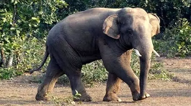 अंगुल में हाथी का शव मिला, जांच कर रहा वन विभाग