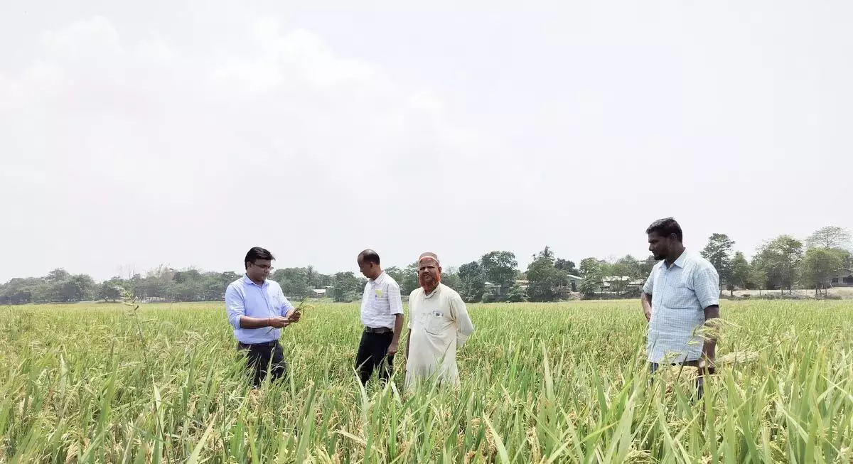 असम के सोनितपुर जिले में बोरो धान के खेतों में अनाज जैसे खरपतवार की जांच की गई