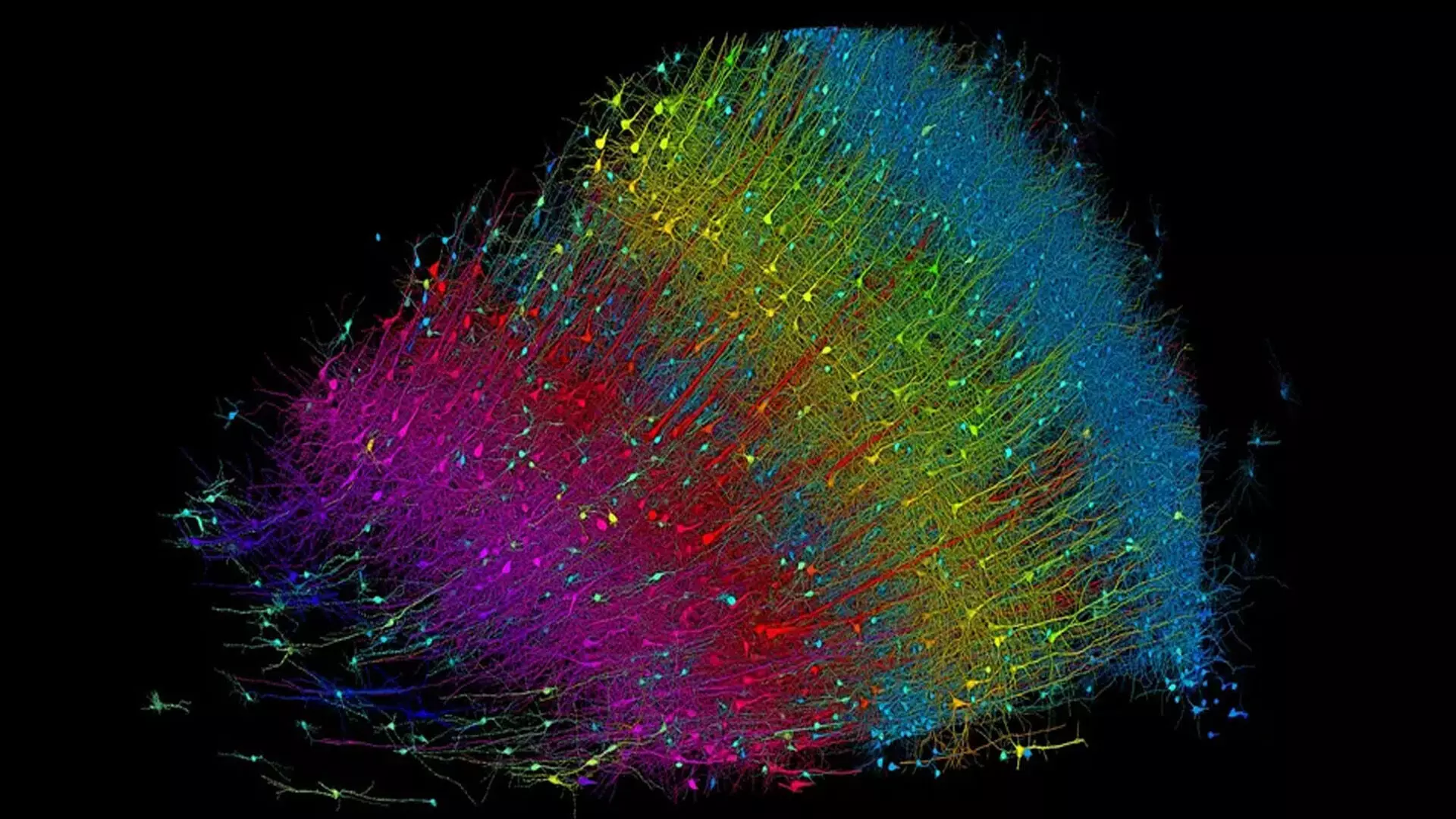 Google AI के साथ चार्ट किया गया नया 3D मानचित्र मानव मस्तिष्क