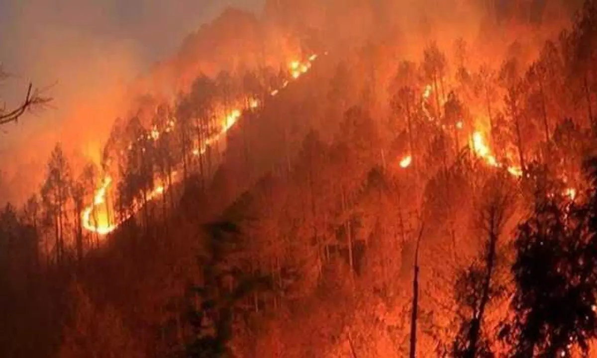 ऊना में इस सीजन में 37 जंगलों में लगी आग