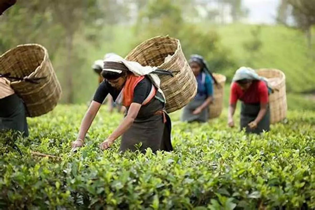 असम के मुख्यमंत्री ने असम चाय के वैश्विक प्रभाव की प्रशंसा की