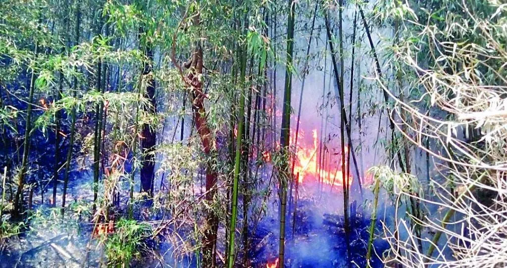 20 दिन में 105 जगह जंगलों में भडक़ी आग