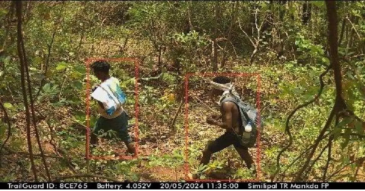 ओडिशा के सिमलीपाल टाइगर रिजर्व में घुसपैठिए एआई कैमरे में कैद हुए
