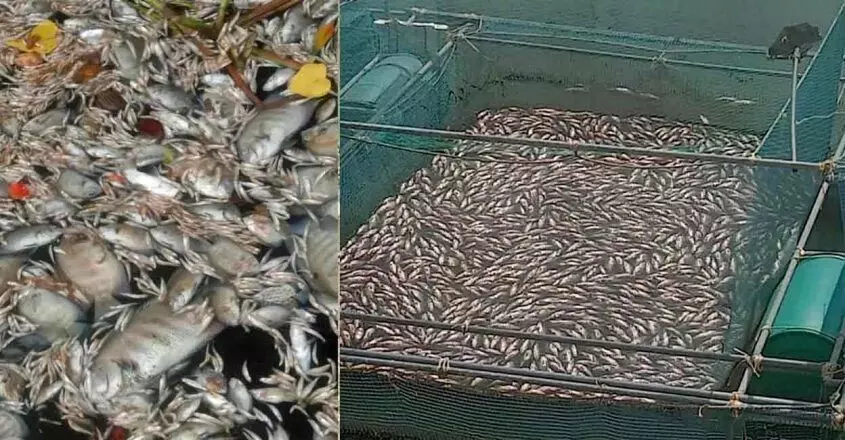 पेरियार के प्रदूषण के कारण कोच्चि के औद्योगिक क्षेत्र में बड़े पैमाने पर मछलियाँ मरने के कारण किसान विरोध प्रदर्शन