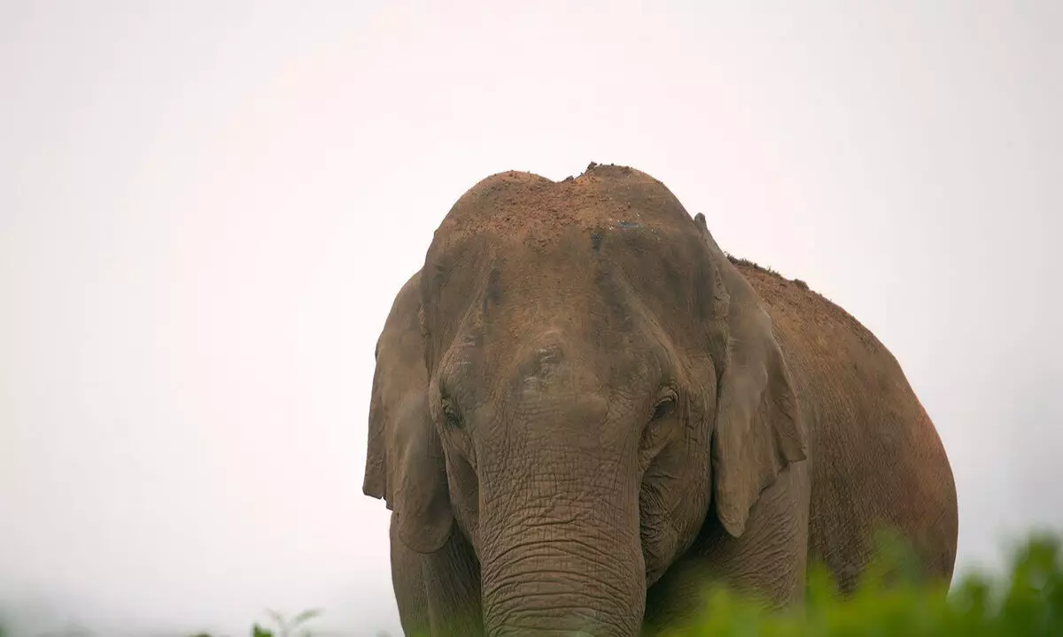 बरगुर पहाड़ी पर हाथी ने 50 वर्षीय व्यक्ति को मार डाला