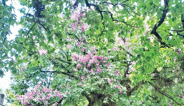 असम तेजपुर जिला न्यायालय में क्रेप मर्टल के पेड़ (ईजर) खिले हुए