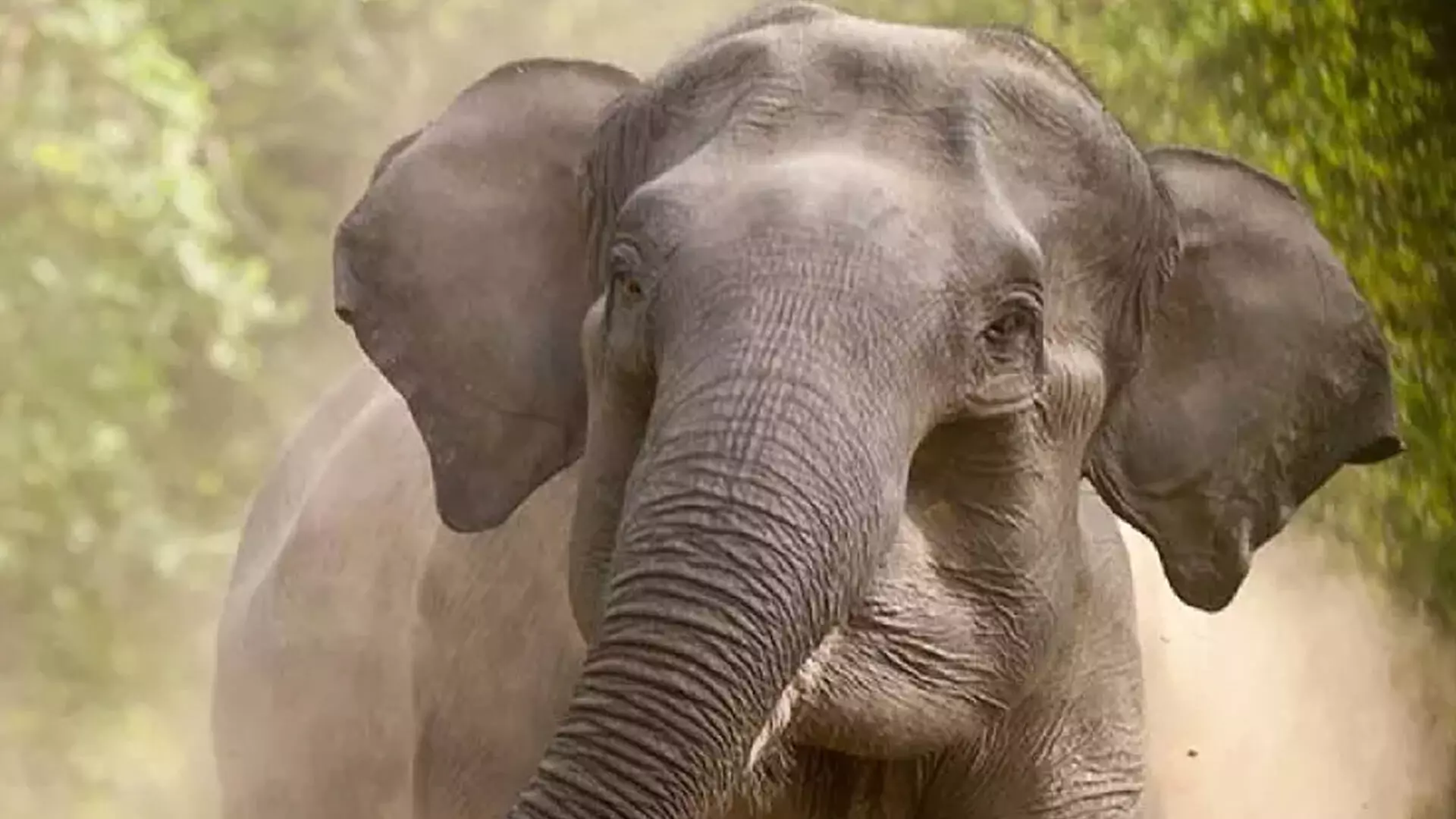 तमिलनाडु के जंगलों में समकालिक हाथी जनगणना अभ्यास शुरू