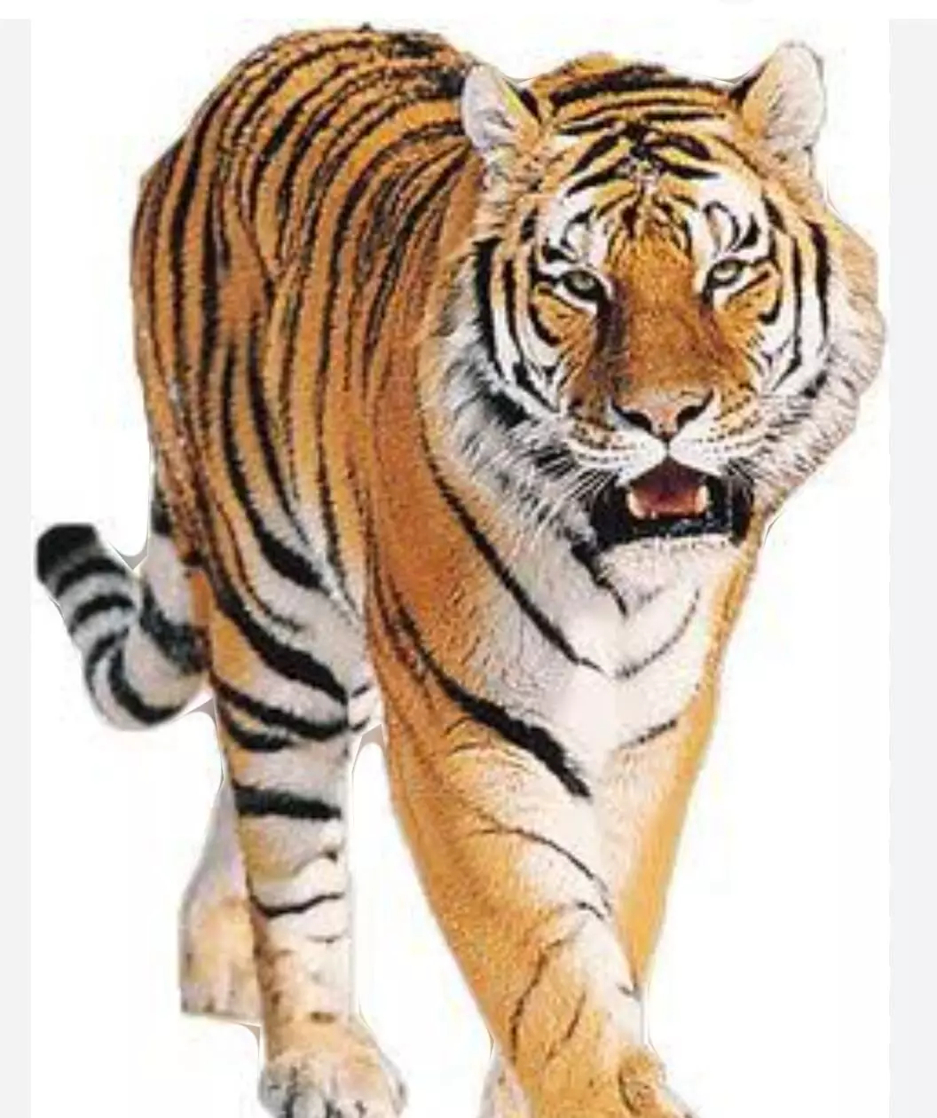 बाघ और तेंदुआ की निरंतर मूवमेंट की वजह से ग्रामीण दहशत में, दोपहर में जाखा पुल के नजदीक दिखा बाघ
