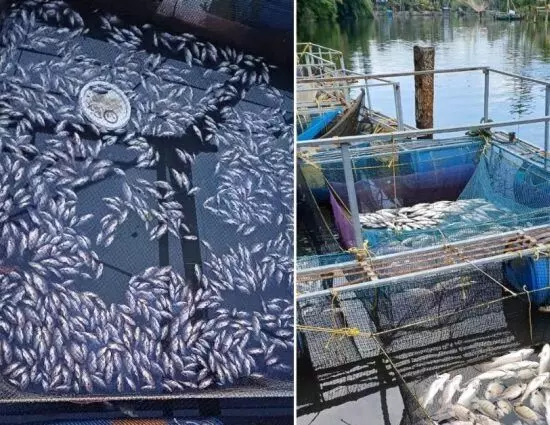 पेरियार मछली की हत्या से कई लोगों की आजीविका खतरे में पड़ गई