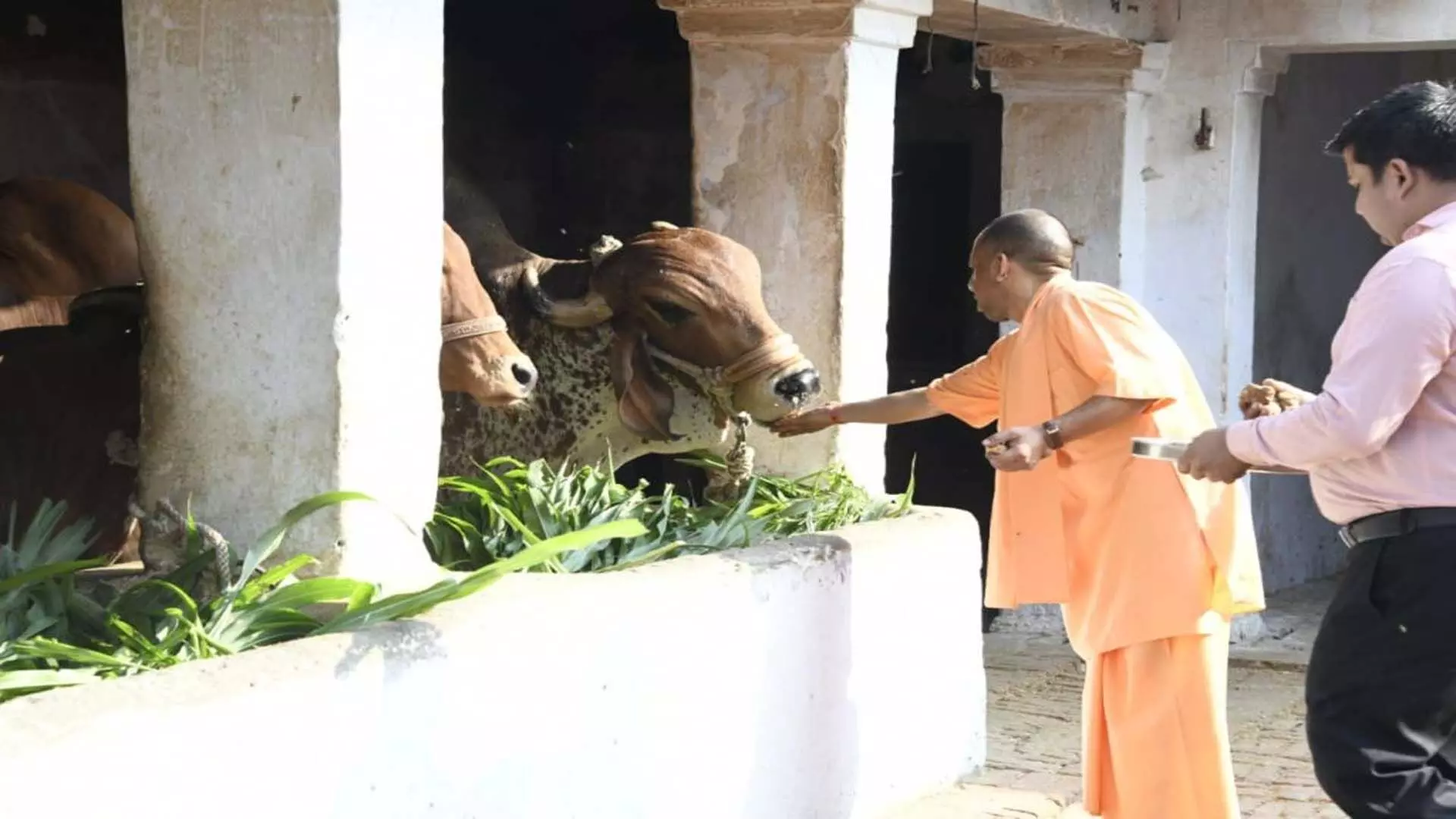 CM योगी आदित्यनाथ ने देवीपाटन में की पूजा, गौ सेवा भी की
