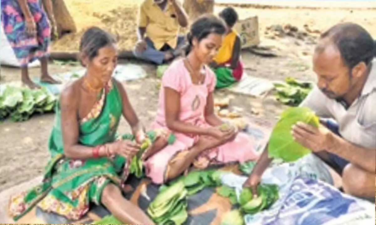 कोरापुट जिले की ग्राम सभाओं ने केंदू पत्तों के विपणन के लिए सरकार से मदद मांगी