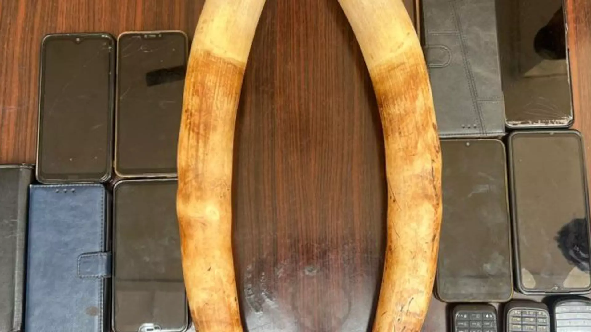 हाथी दांत के व्यापार से आरोप में 11 लोग गिरफ्तार