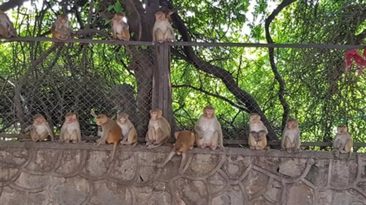 उत्तर कन्नड़ में बंदर बुखार के 108 मामले देखे गए