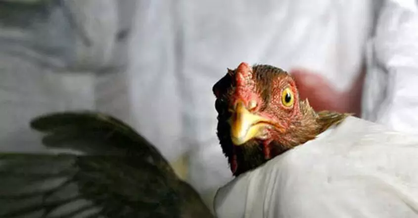 कोट्टायम जिले में बर्ड फ्लू की पुष्टि, कई स्थानीय निकायों में मुर्गे की बिक्री पर रोक
