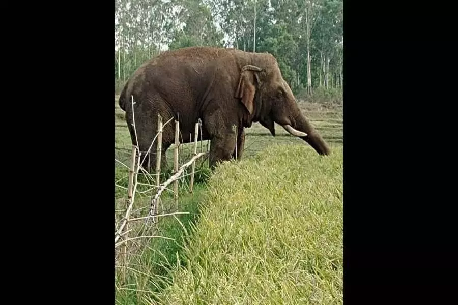 पश्चिम बंगाल के इस लोकसभा क्षेत्र में हाथी एक चुनावी मुद्दा