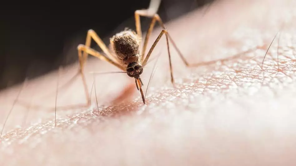स्वास्थ्य अधिकारी का कहना है कि आउटडोर ऑनलाइन गेमिंग से मेघालय में मलेरिया का खतरा बढ़ गया
