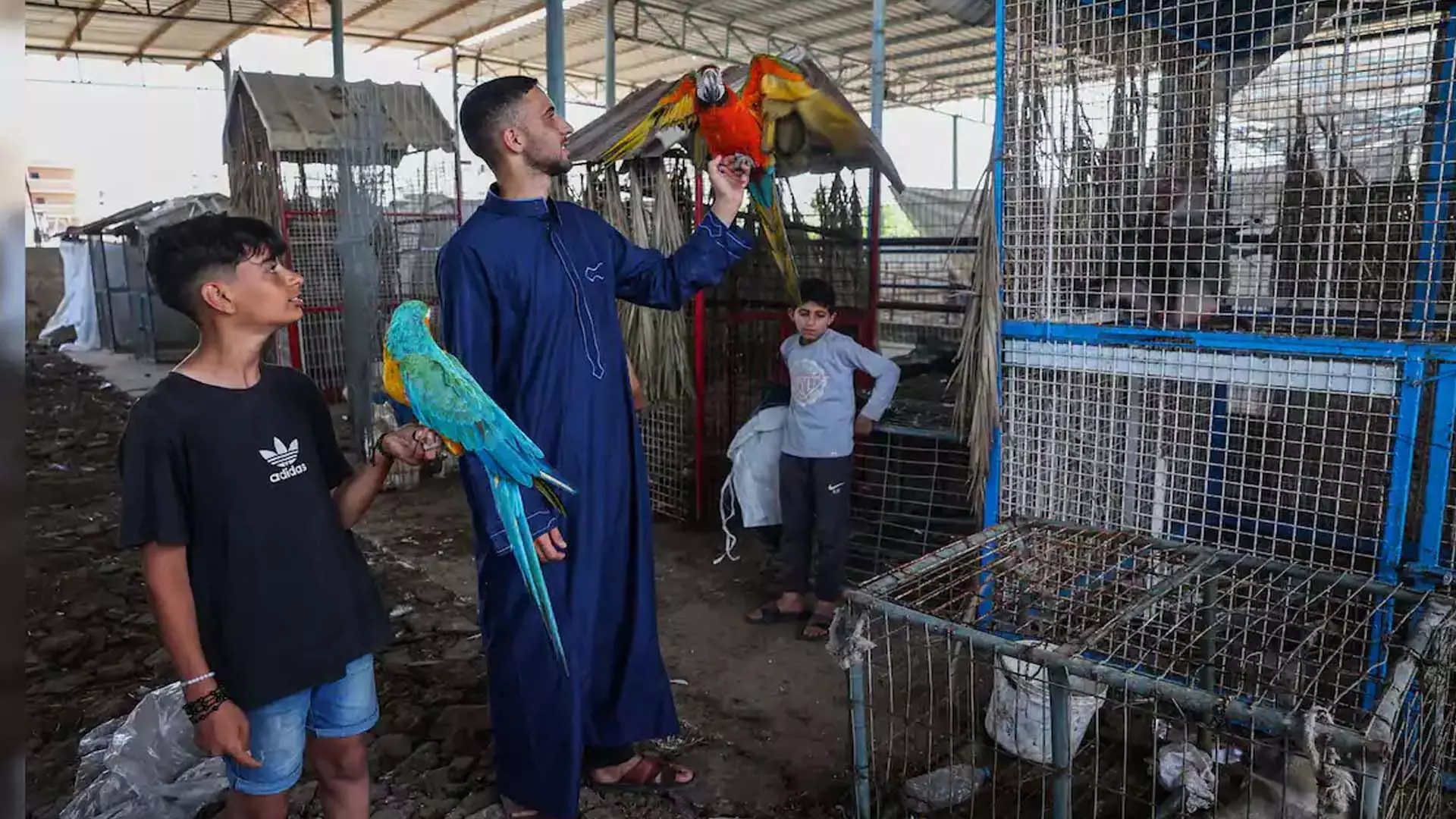 गाजा के चिड़ियाघर संचालक ने राफा को छोड़ा, जानवरों के लिए बनाया अस्थायी घर