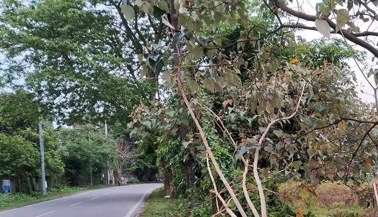 विभागों के बीच समन्वय की कमी के कारण कोकराझार शहर में सड़क के किनारे अनियोजित पेड़ों की कटाई हो रही