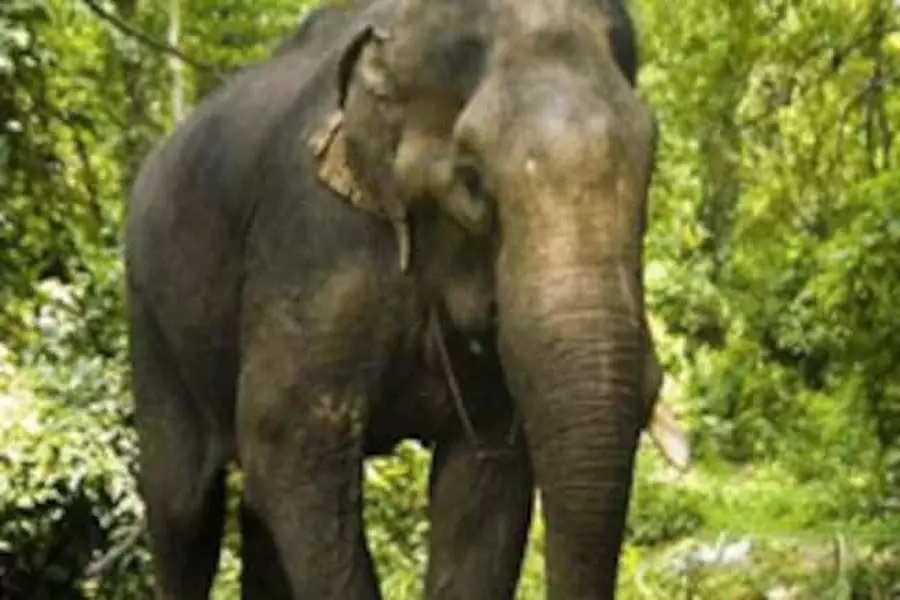 झारखंड में वोट देने जा रहे 71 वर्षीय व्यक्ति को हाथी ने कुचल कर मार डाला