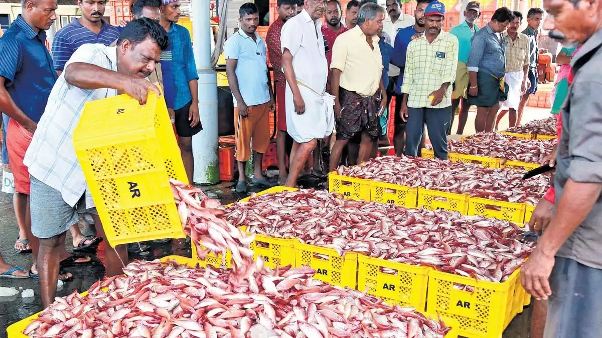 54,000 टन की गिरावट के बावजूद, केरल समुद्री मछली पकड़ने में दूसरे स्थान पर
