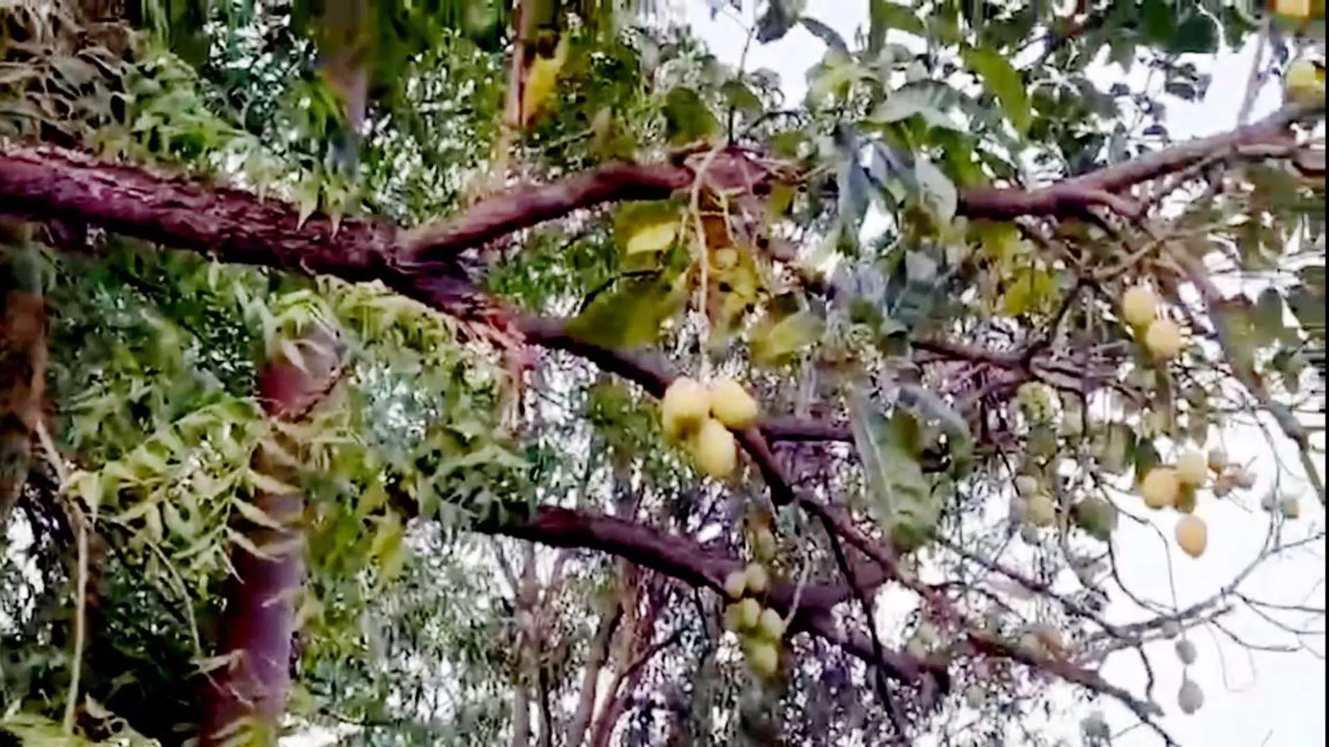 मंत्री के बंगले का प्राकृतिक चमत्कार, नीम के पेड़ पर लटके रसीले आम के फल