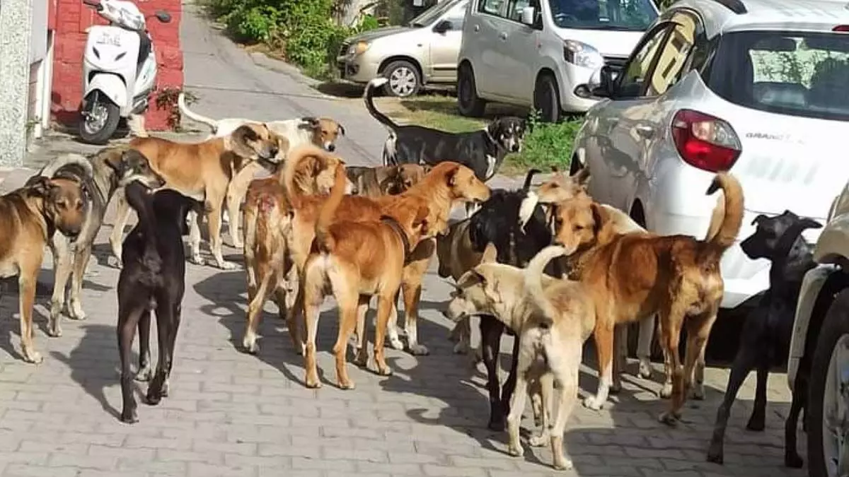 कानपुर में कुत्तों के हमले से बहन की मौत, भाई जख्मी