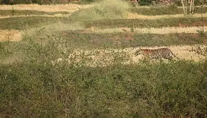 सीतापुर में बाघ ने भैंस को बनाया निवाला, गांव में दहशत