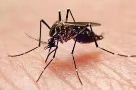 स्वास्थ्य अधिकारियों ने मच्छर जनित गंभीर बीमारियों की चेतावनी दी: कैसे सुरक्षित रहें