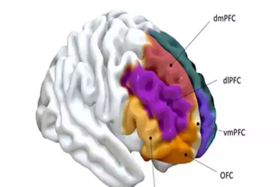 प्रोसोशल व्यवहार से जुड़े मस्तिष्क क्षेत्र का जानें पता