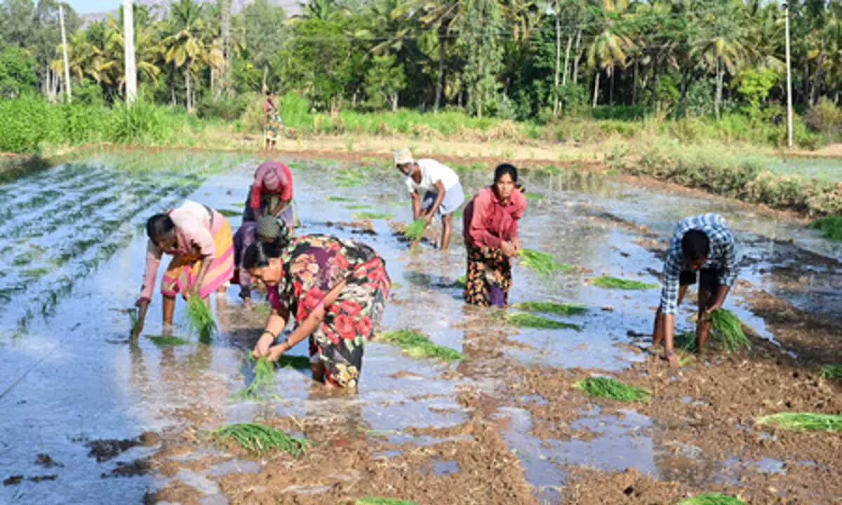 बारिश से धरती गीली हो गई, कर्नाटक में प्री-खरीफ बुआई नहीं हो सकी