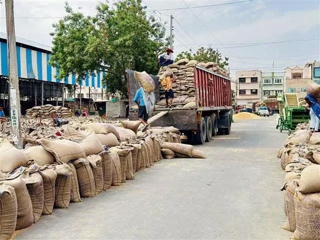 गेहूं उत्पादन में सिरसा जिला एक बार फिर हरियाणा में अग्रणी