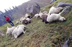 कुल्लू बिजली गिरने से 82 भेड़-बकरियों की मौत
