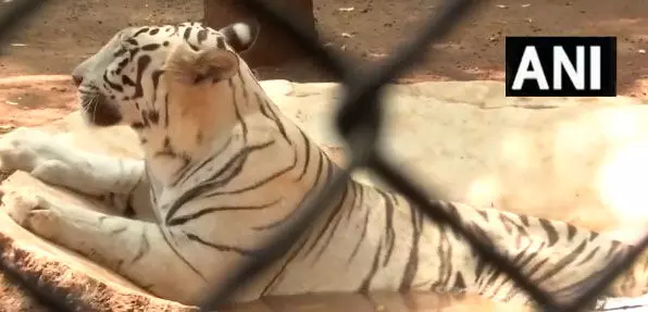रायपुर जंगल सफारी में जानवरों को गर्मी से राहत दिलाने किए गए विशेष इंतजाम, VIDEO