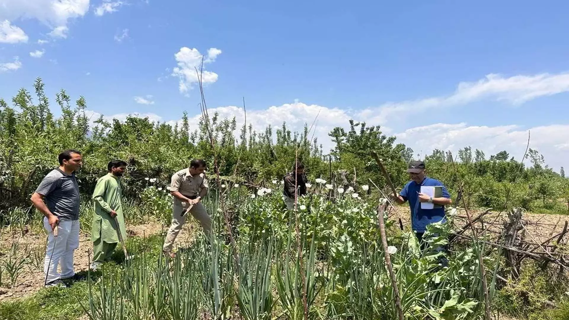 पुलिस ने बारामूला में अफीम की खेती नष्ट की