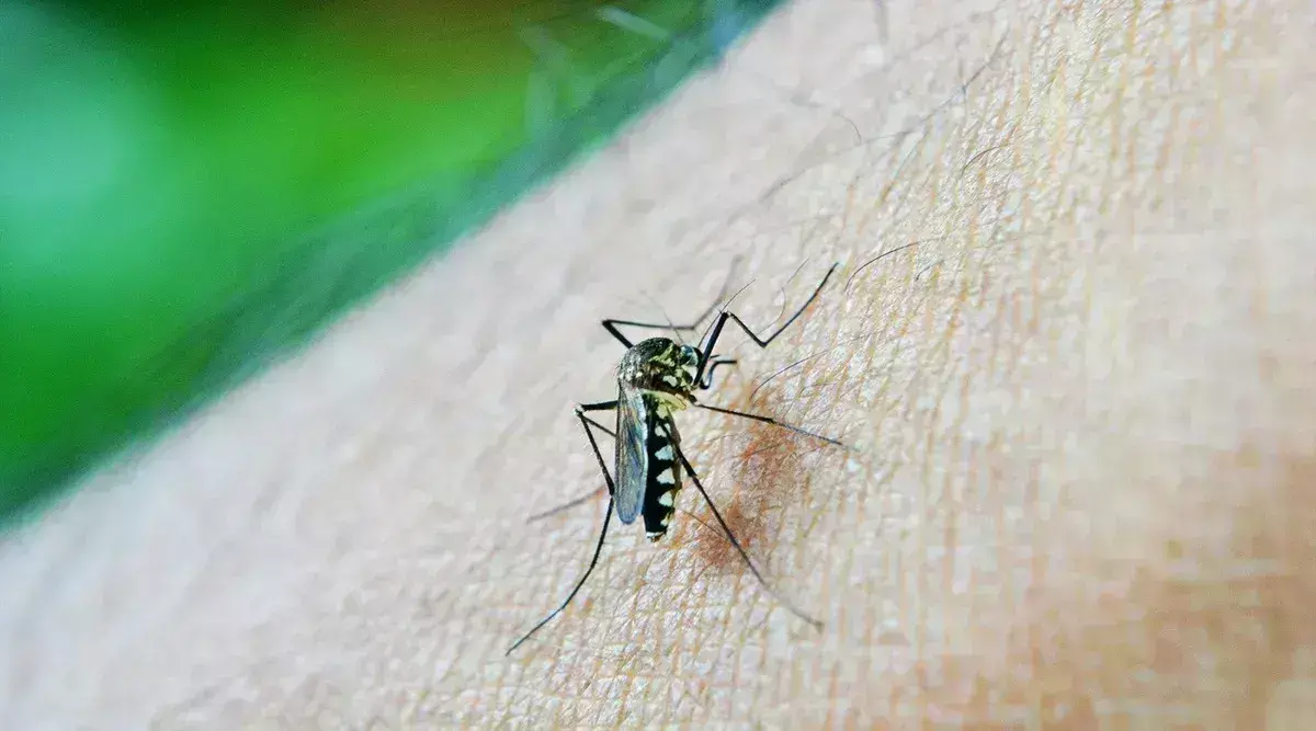 बस्ती में पांच साल में नहीं हुई डेंगू से कोई मौत