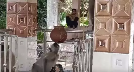 महादेव को अर्पित पानी से प्यास बुझाते बंदर का वीडियो वायरल