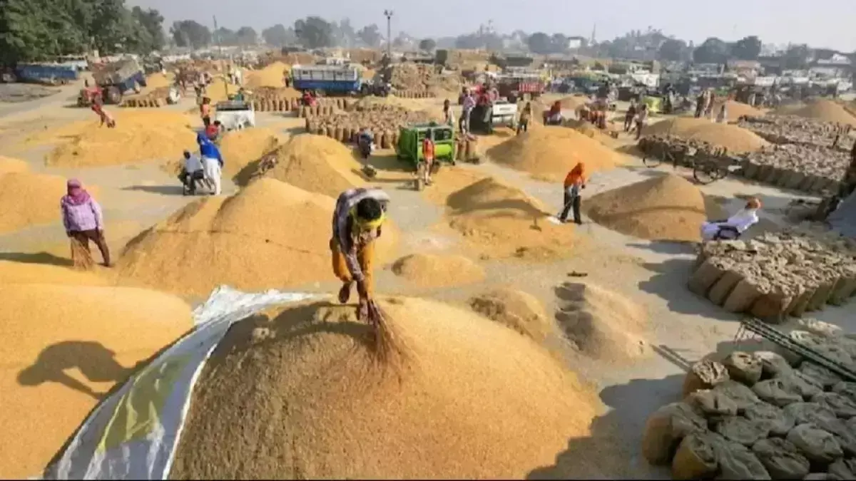 मथुरा के क्रय केंद्रों से किसान दूर, मात्र 11.45 गेहूं खरीद