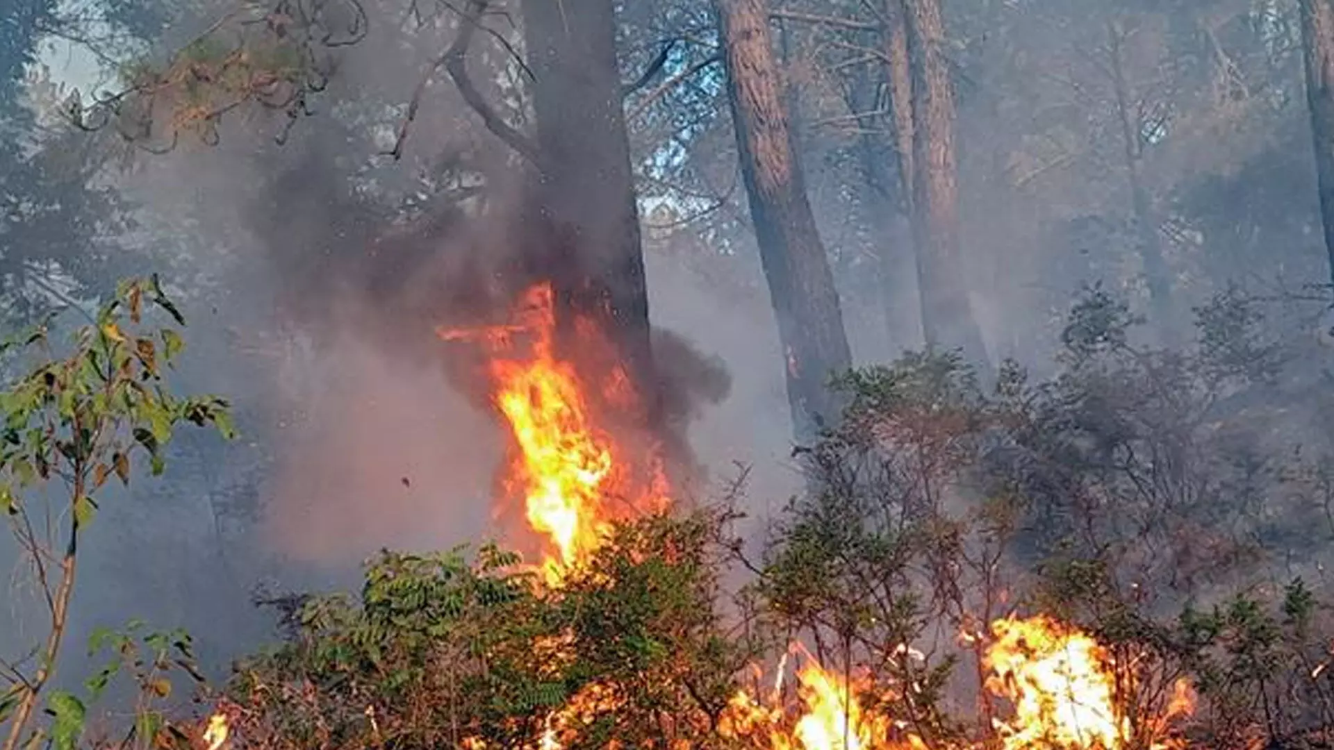 जम्मू-कश्मीर के उधमपुर जिले में वन क्षेत्र में लगी आग