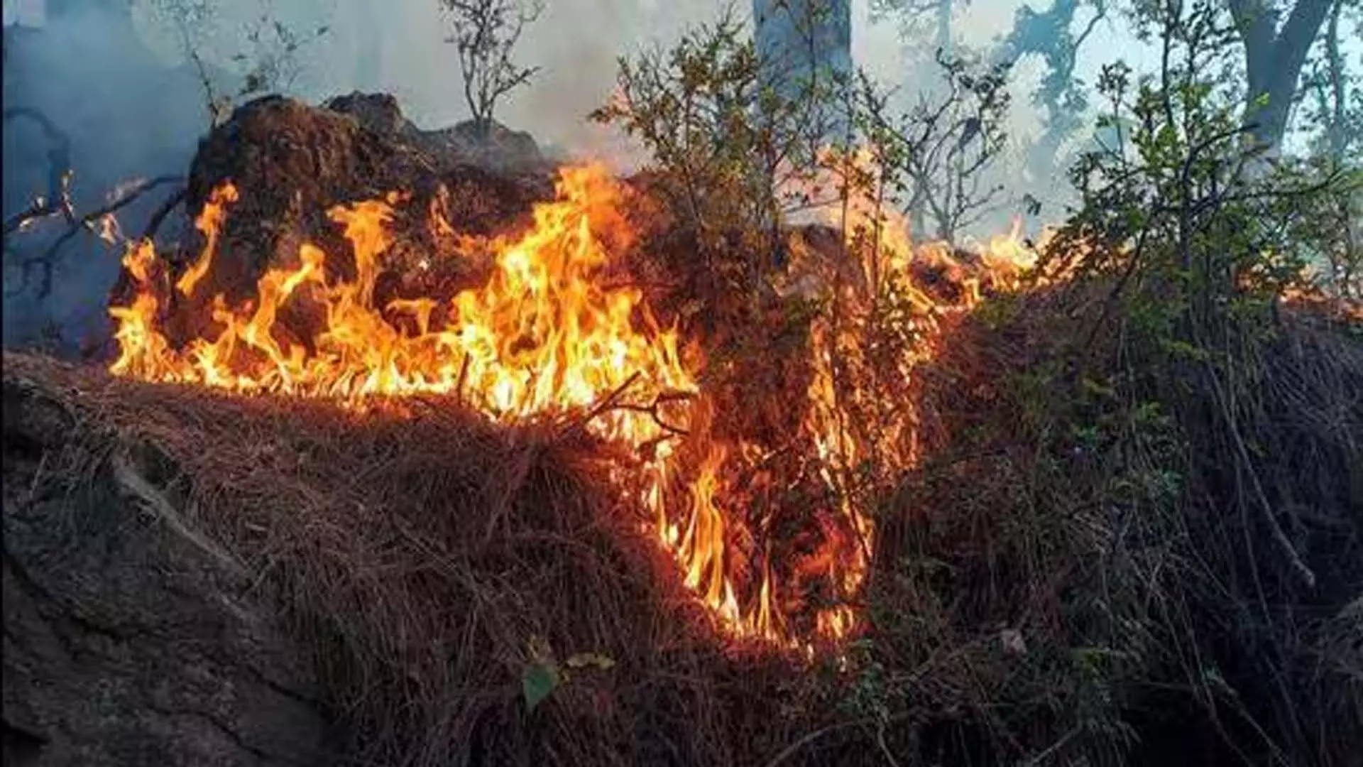 उधमपुर के जंगलों में भीषण आग