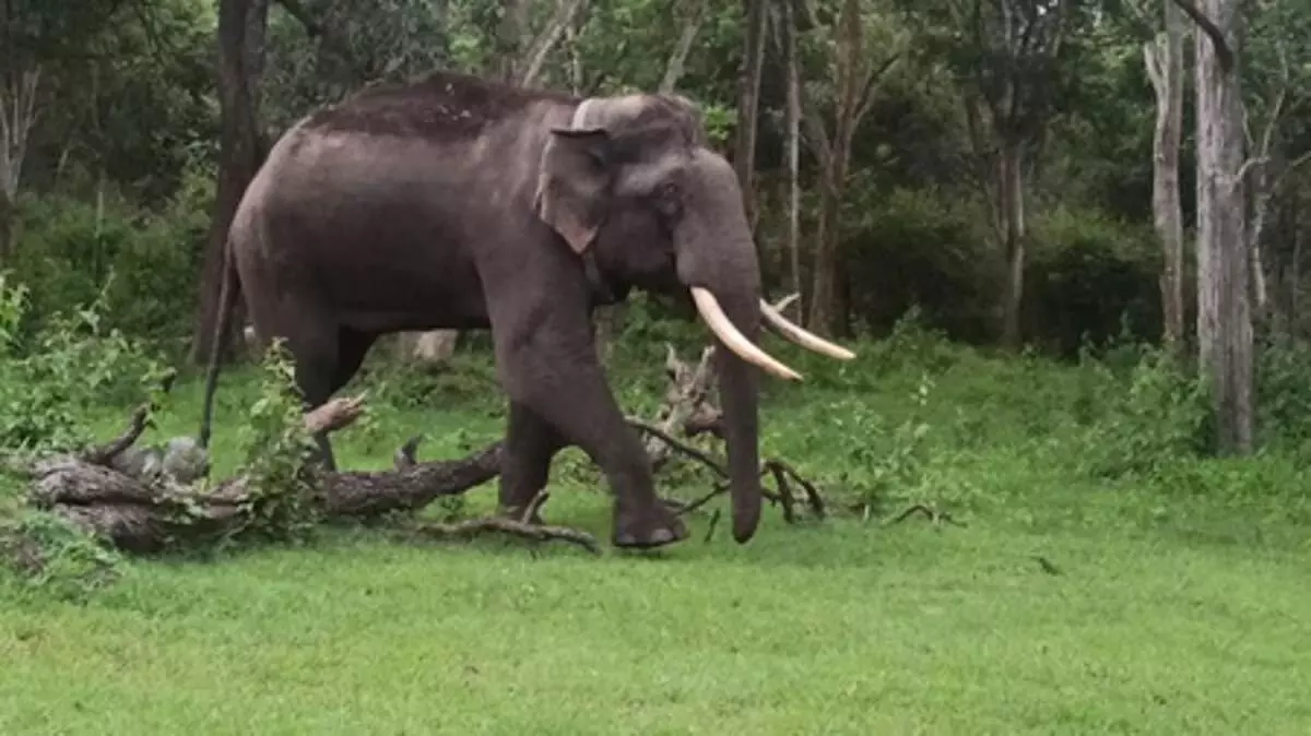 मद्रास हाईकोर्ट ने जंगली हाथियों की मौत पर राज्य सरकार से जवाब मांगा