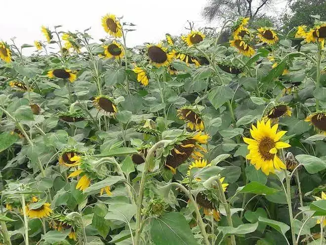 सूरजमुखी के बीजों की खरीद 1 जून से शुरू होगी