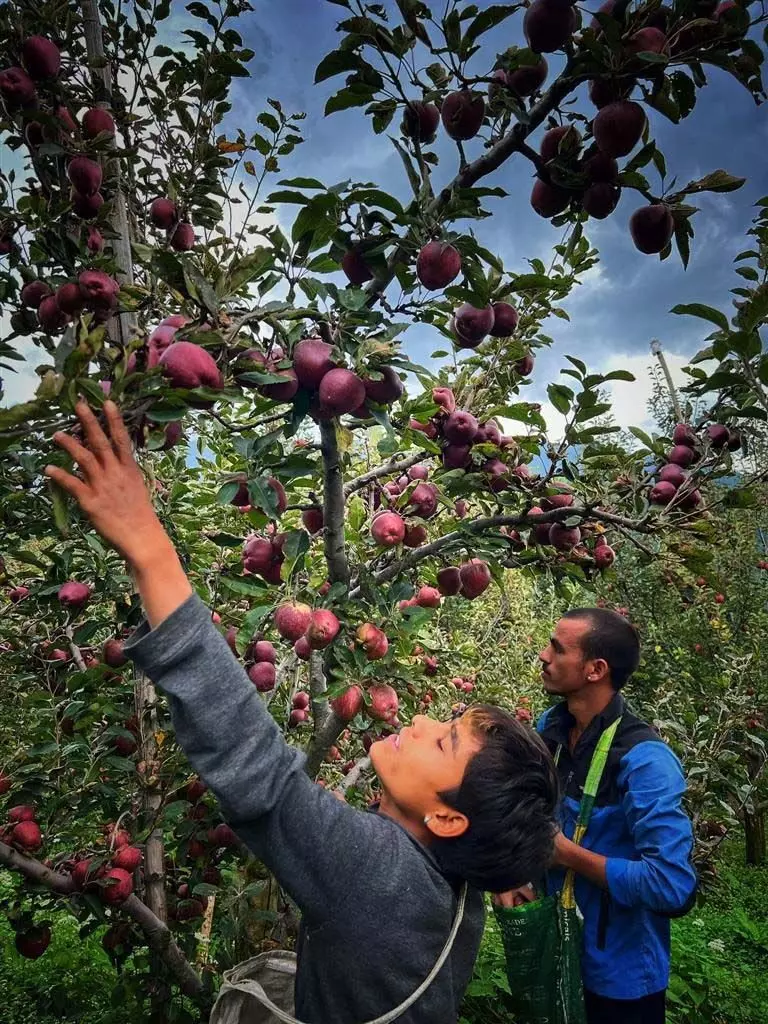 हिमाचल प्रदेश के नाखुश सेब उत्पादक भाजपा को परेशान कर सकते हैं, क्योंकि एसकेएम ने कांग्रेस को समर्थन दिया