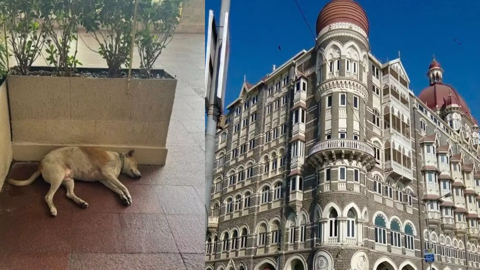 ताज होटल के द्वार पर आवारा कुत्ते ने ली झपकी, वायरल फोटो पोस्ट पर रतन टाटा की प्रतिक्रिया