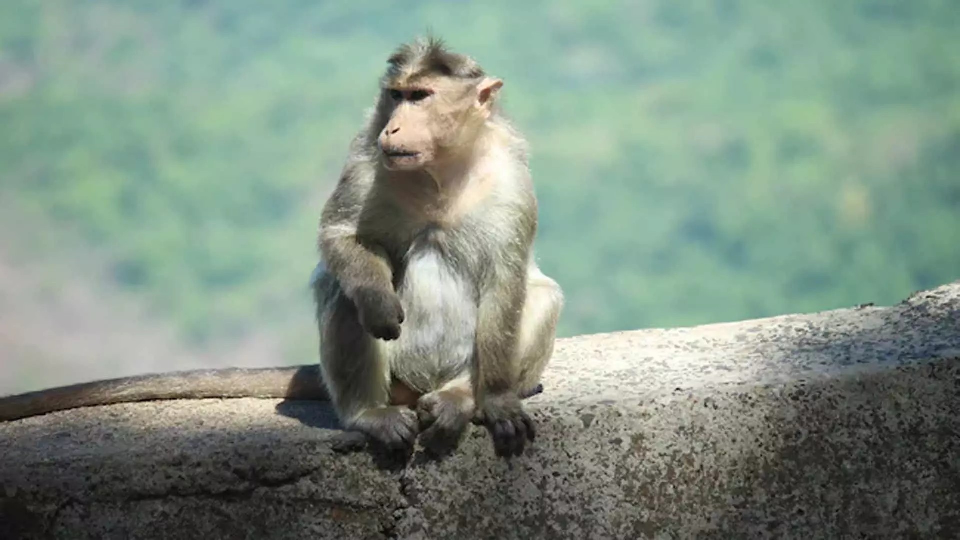 हरियाणा में मोतियाबिंद की सर्जरी के बाद बंदर की दृष्टि वापस आई