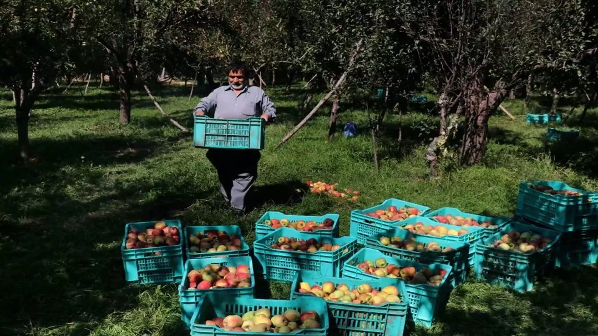 कश्मीरी सेब उद्योग विदेशी फलों के आक्रमण से जूझ रहा