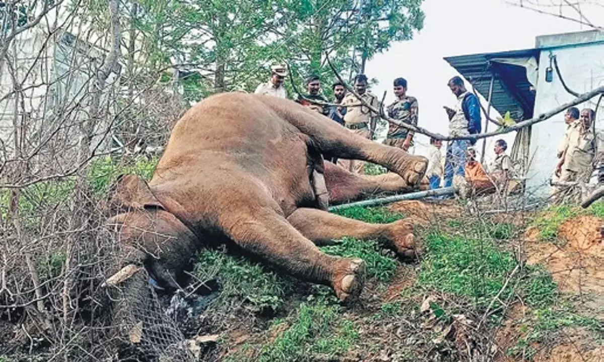 Tamil Nadu: वनकर्मियों द्वारा पीछा किए जाने पर हाथी ईबी लाइन से टकराया, मौत
