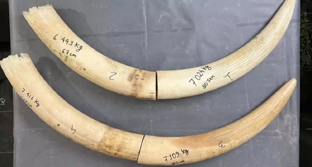 ASSAM:  सीमा शुल्क विभाग ने एक बड़ी वन्यजीव तस्करी का भंडाफोड़ करते हुए करीब 28 किलोग्राम हाथी दांत जब्त