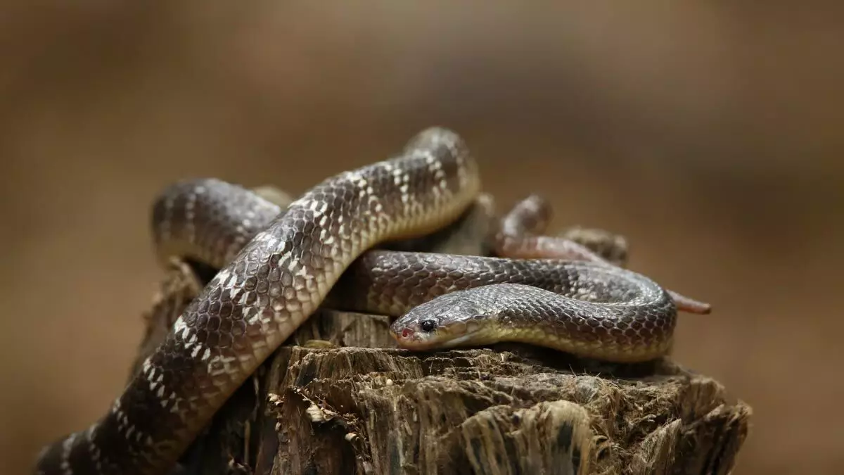 Assam :  जगीरोड प्रेस क्लब ने सांपों के प्रति जागरूकता अभियान का आयोजन