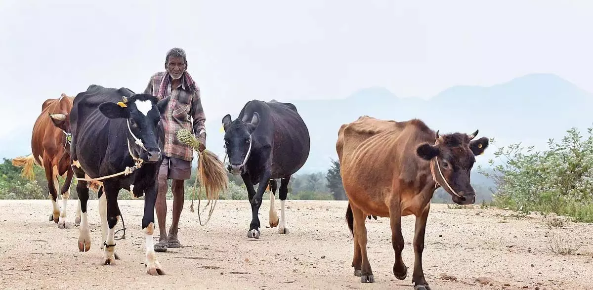 Andhra Pradesh: पशु वध पर अंकुश लगाने के लिए नोडल अधिकारी नियुक्त
